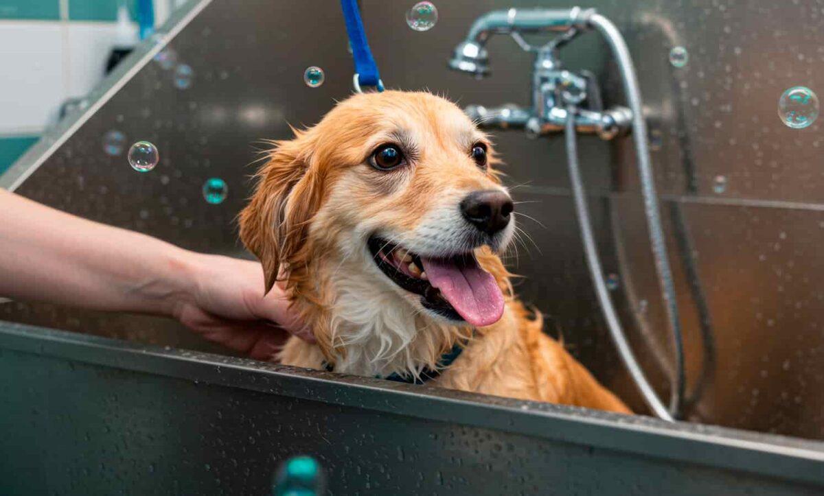 A collie enjoys a bath.