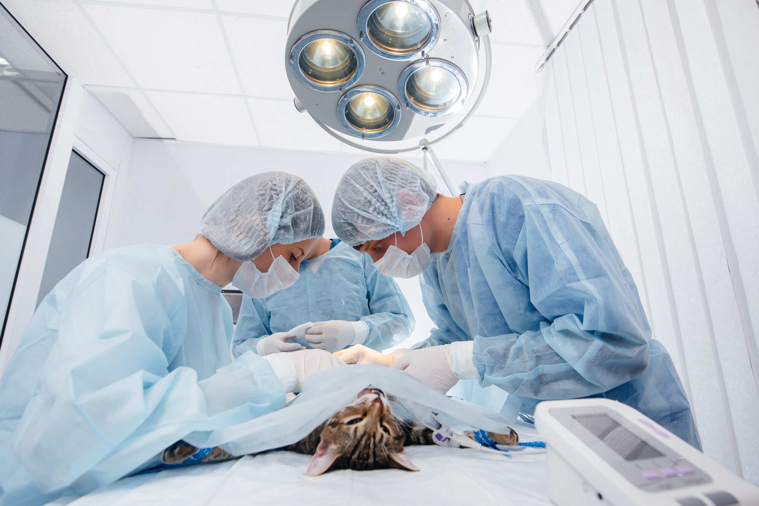 Surgeons working on pet patient.
