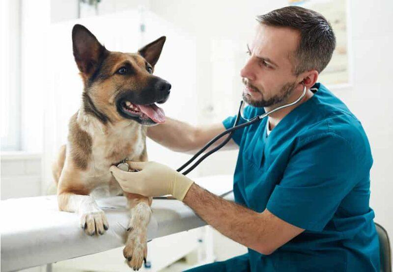 Wellness Care