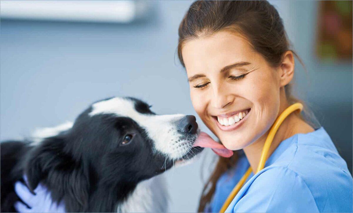 Dog licks a staff member.