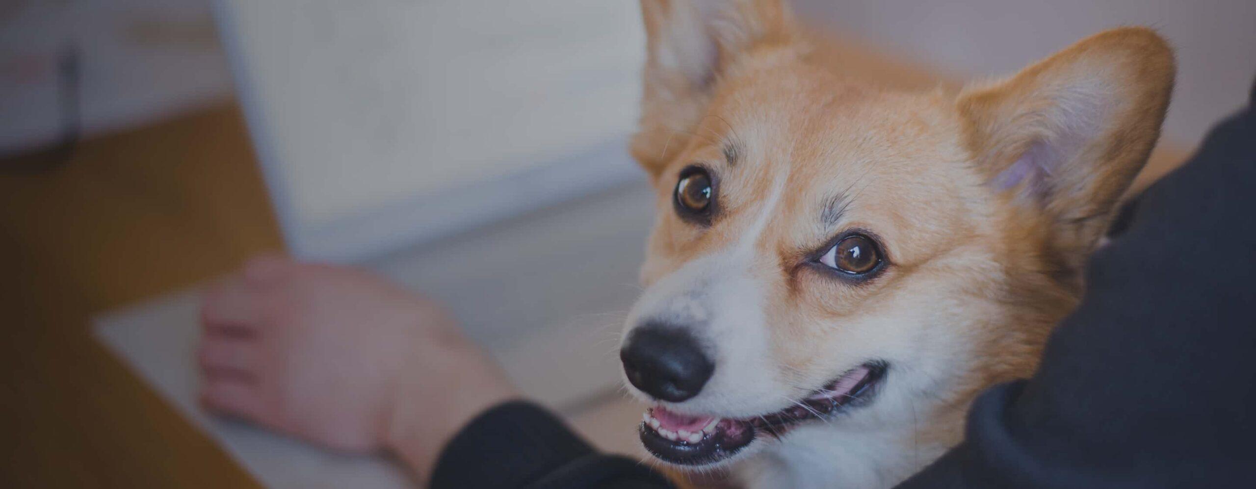 Smiling Corgi